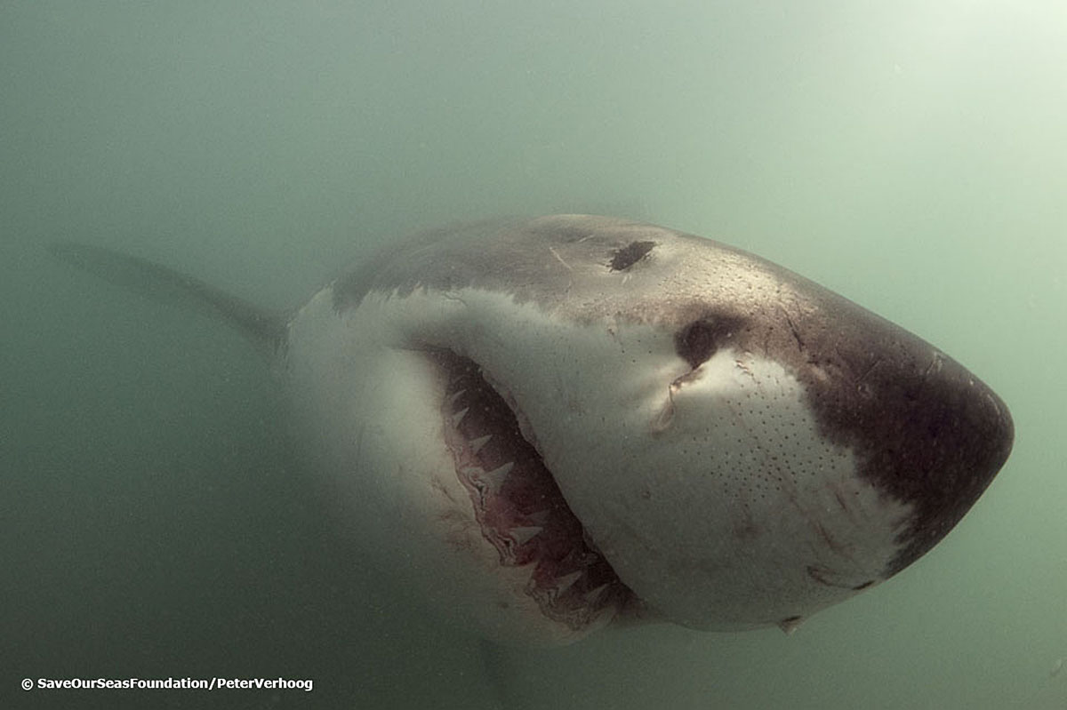 Coming face-to-face with sharks: perceptions about this photograph changed as we covered the real facts. Photo courtesy Peter Verhood/Save our Seas Founation